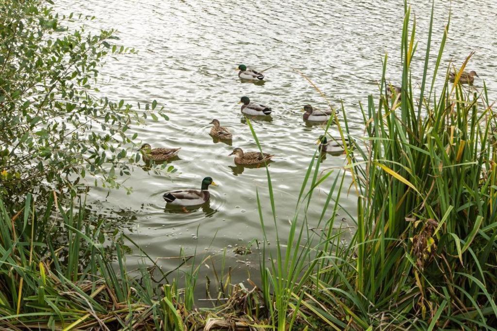 Mallard Lake South Cerney Exteriör bild